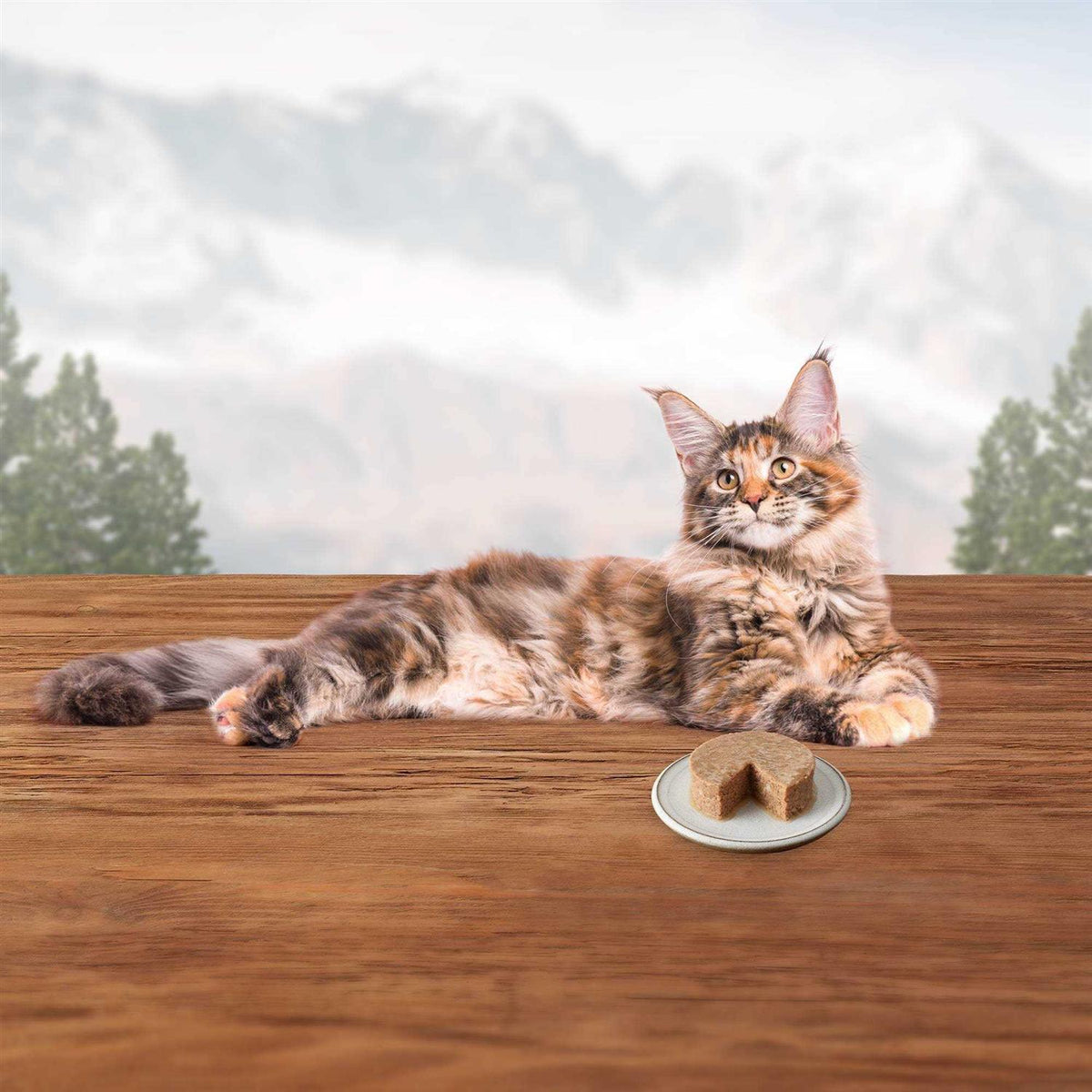 Wet Cat Food Variety Pack P6722