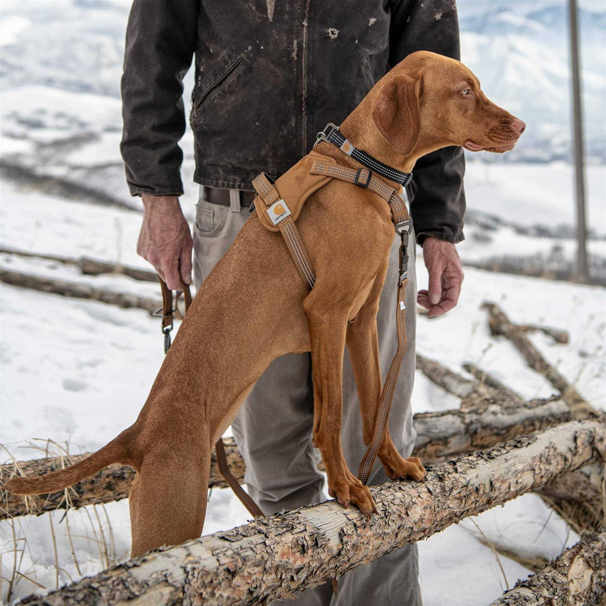 Nylon Duck Dog Harness N451
