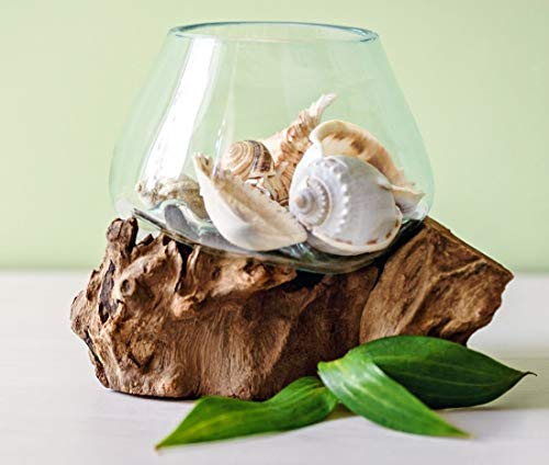 Hand Blown Molten Glass & Teak Wood Terrarium (6" - 7" High) X429