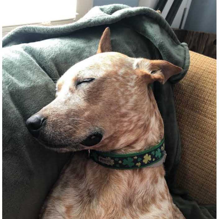 Dog Collar M306416
