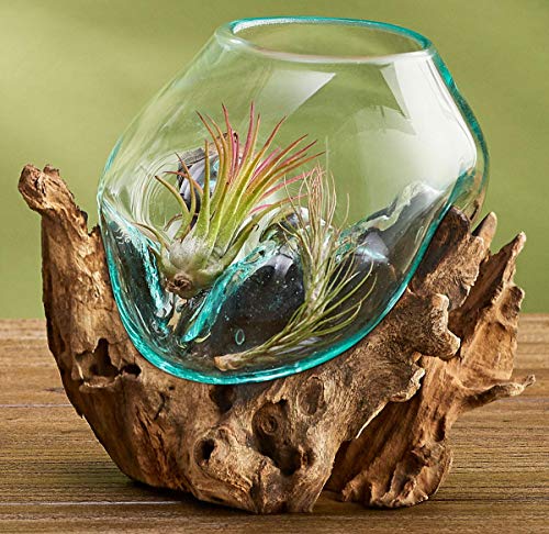 Hand Blown Molten Glass & Teak Wood Terrarium (6" - 7" High) X429