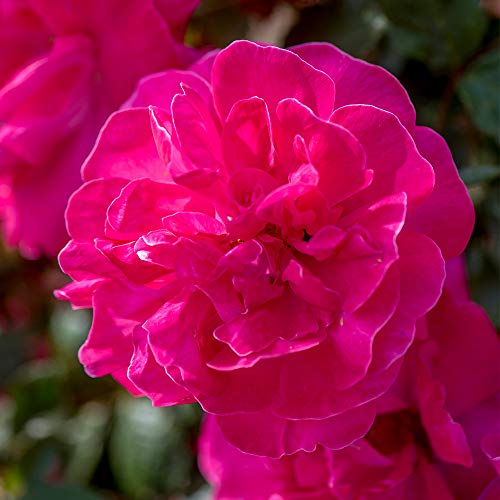 Pink Climbing Rose Live Plant K83693