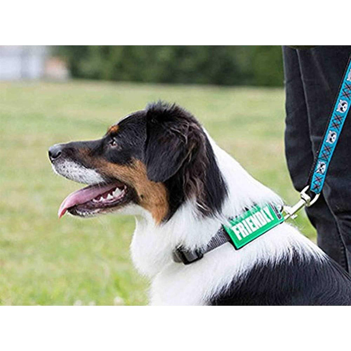 Dog Collar and Leash F402