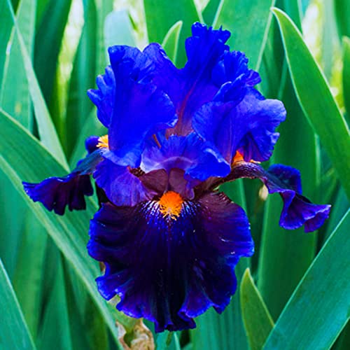 Bearded Iris Bulbs for Planting, 8 Bulbs T3092