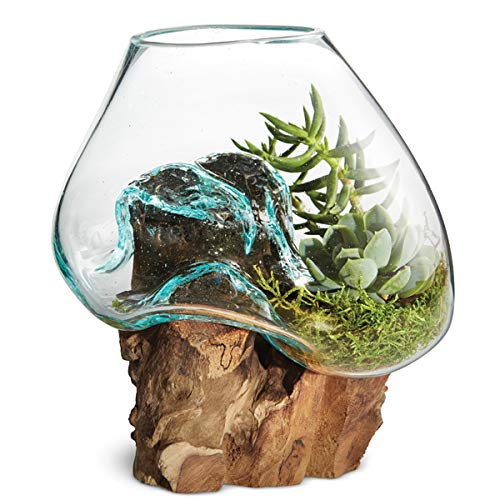 Hand Blown Molten Glass & Teak Wood Terrarium (6" - 7" High) X429