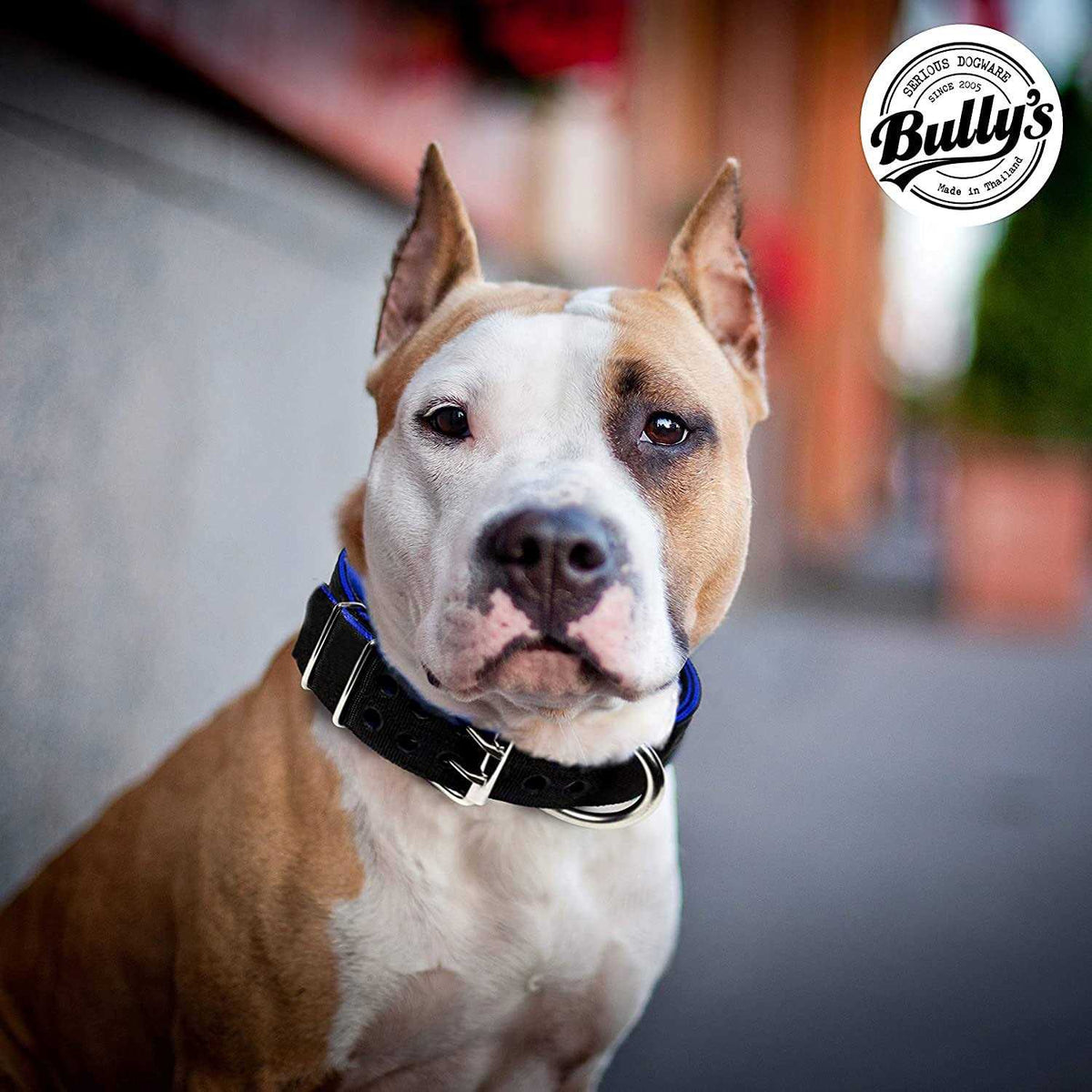Dog Collar for Large Dogs J3789