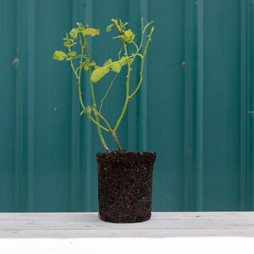 Pink Climbing Rose Live Plant K83693