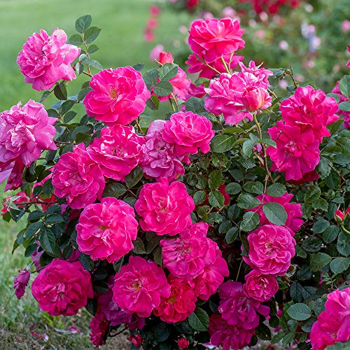Pink Climbing Rose Live Plant K83693