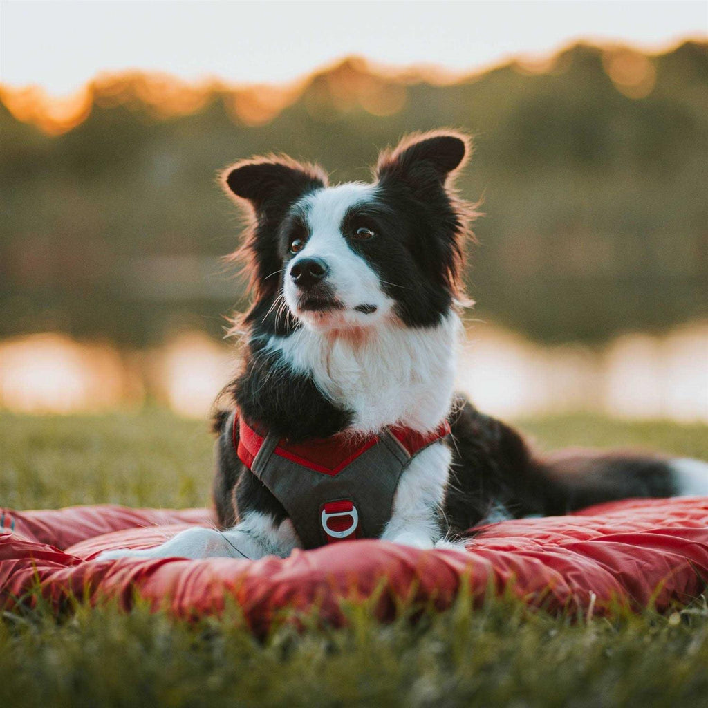 Dog Harness I288633