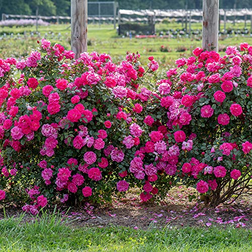 Pink Climbing Rose Live Plant K83693